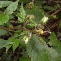 Rubus sumatranus Miq.